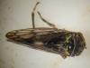 Oncopsis sp.